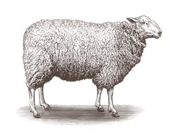 sheep art